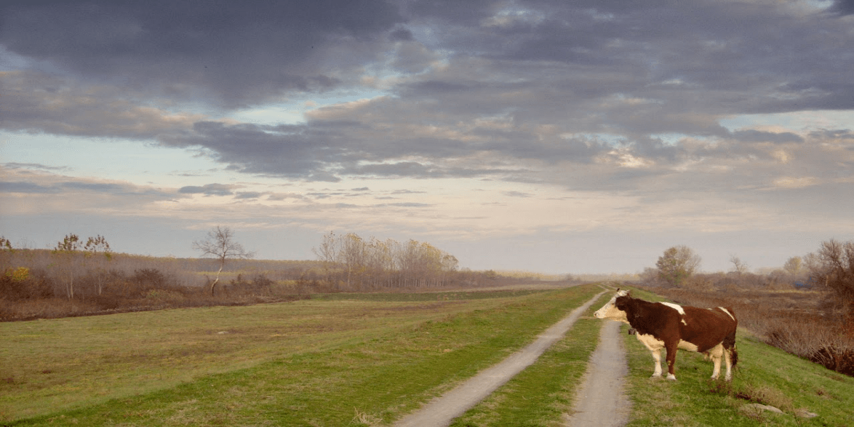 Szekelytur vendégház